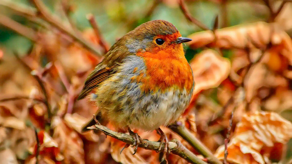 A robin in autumn looking for food