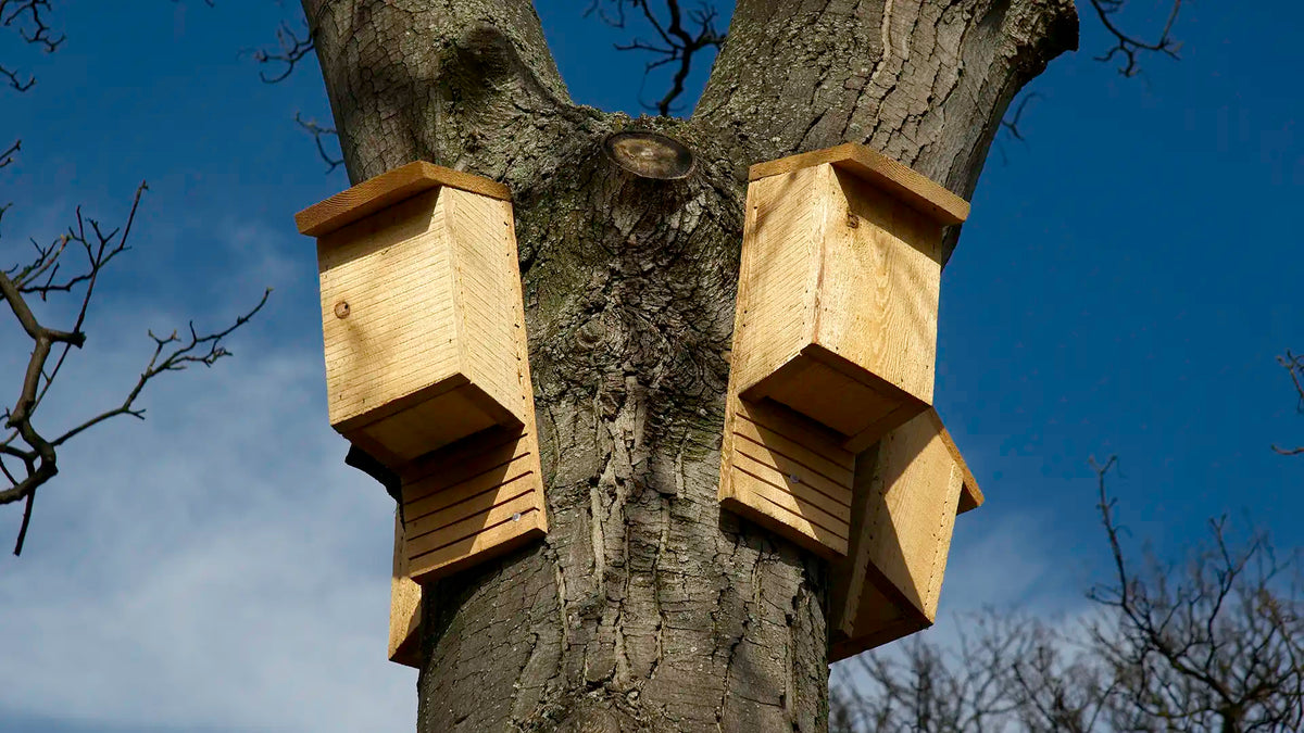 Where to put a bat box - siting guide UK