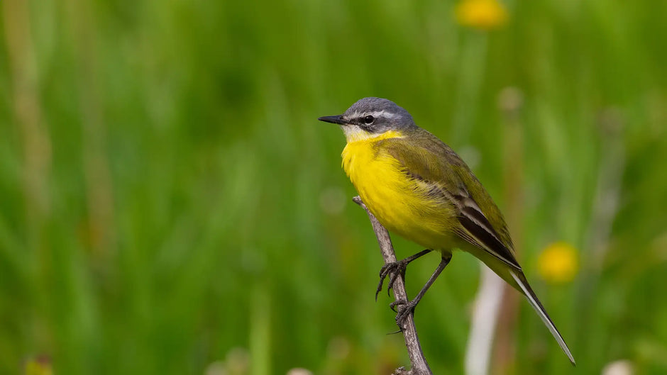Yellow Wagtails may occasionally visit gardens