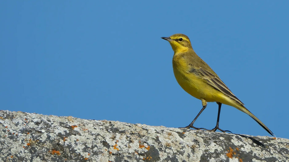 Yellow Wagtail: Identification,