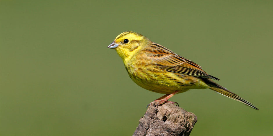 Yellowhammer bird perched on log