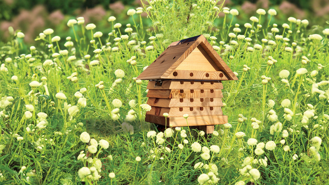 All Insect Houses