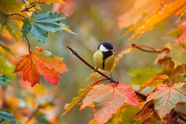 Autumn Essentials
