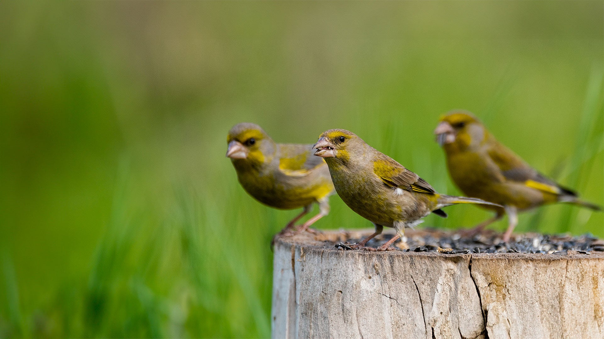 Finches eating black sunflower seeds