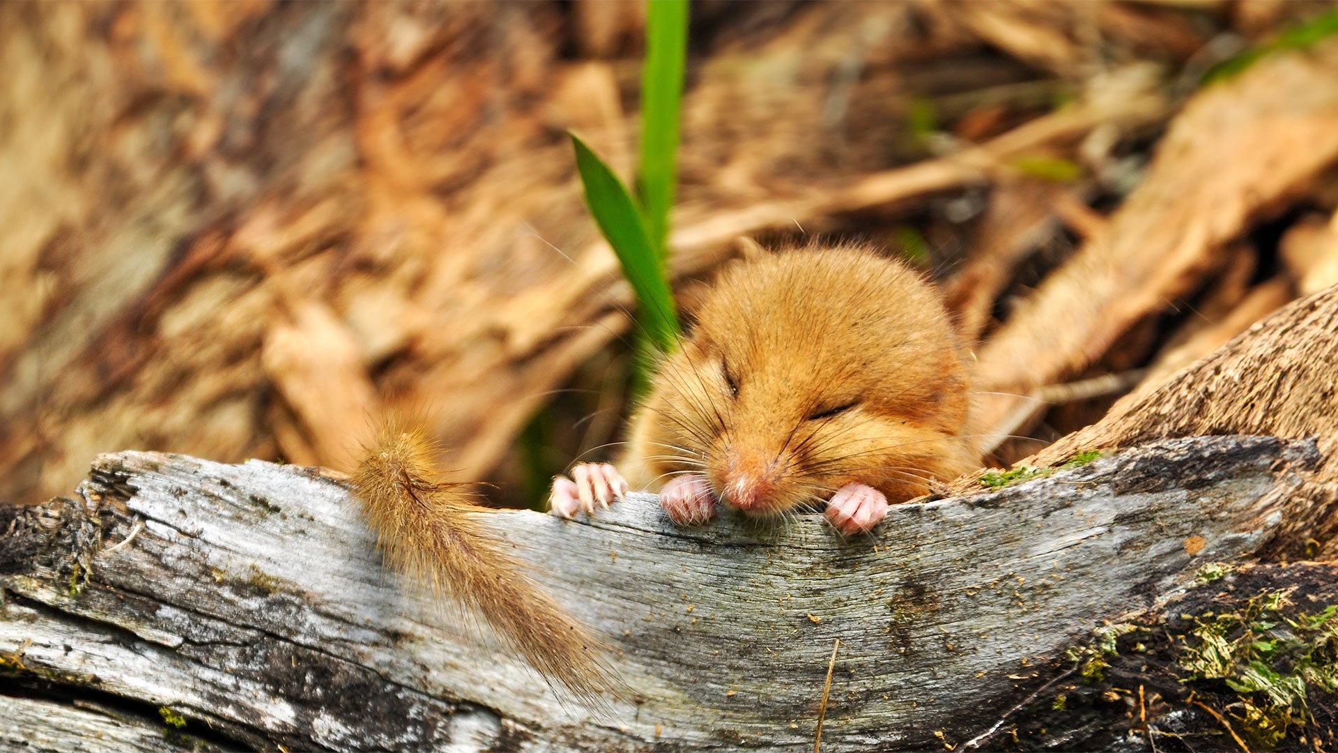 Sleeping dormouse
