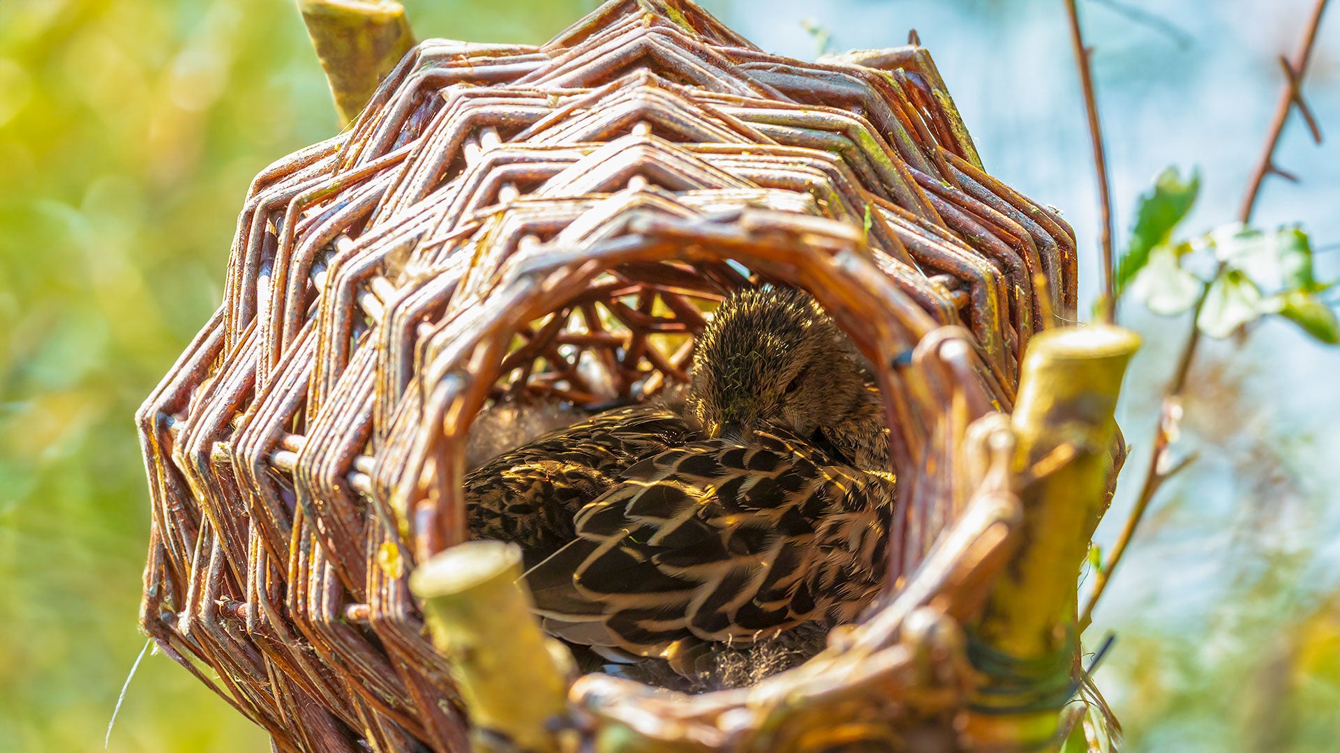 Duck asleep in a nest basket