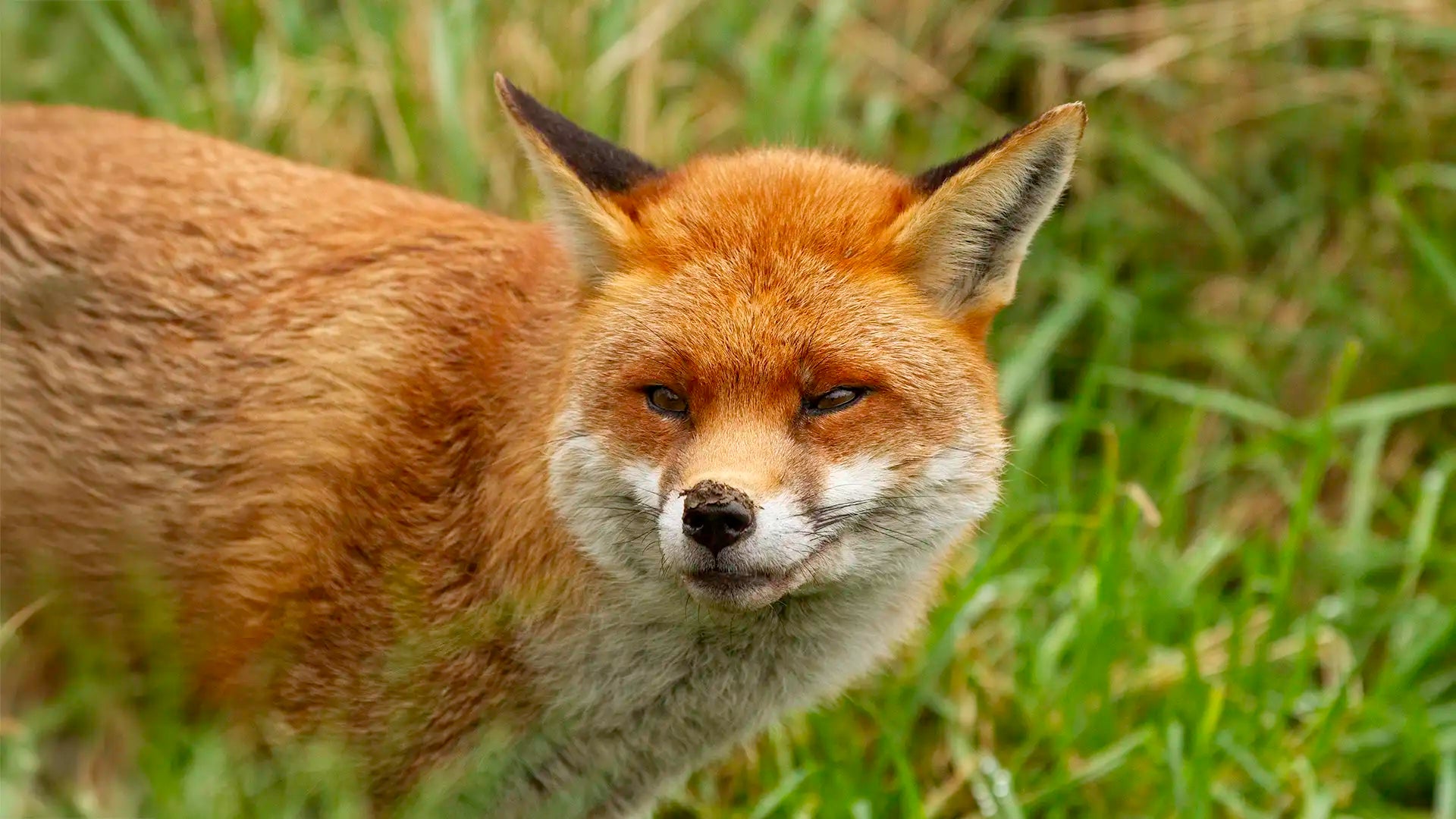 Helping Urban Foxes | Fox Food & Garden Support | Ark Wildlife UK