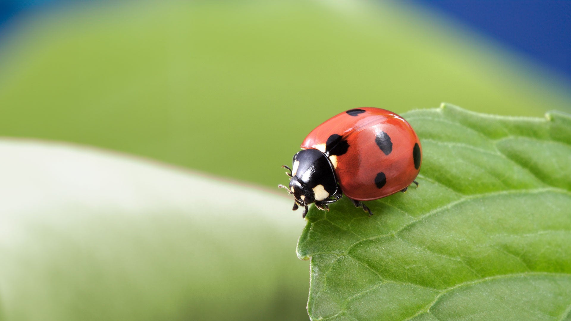 Beneficial Insects UK | Insect Habitats Online - Ark Wildlife UK