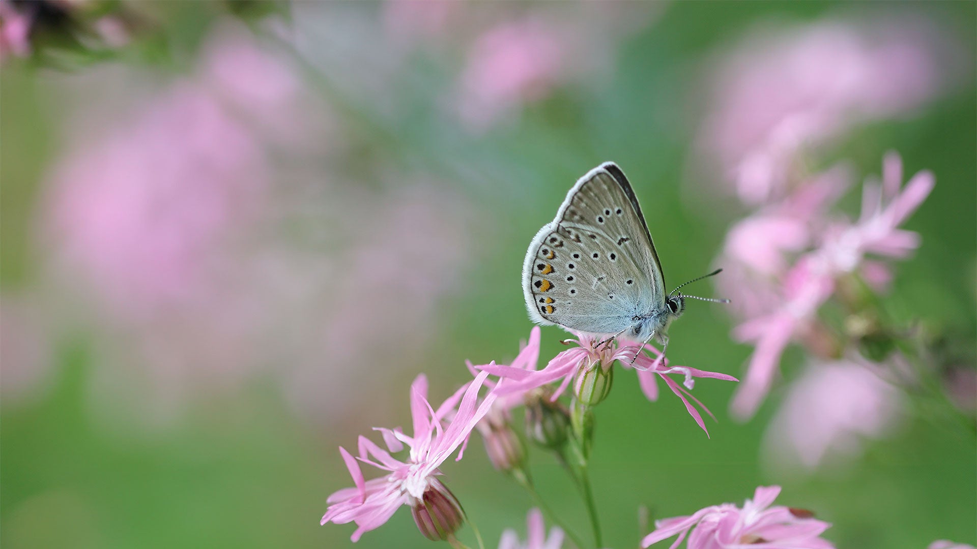 Butterfly on pink flower