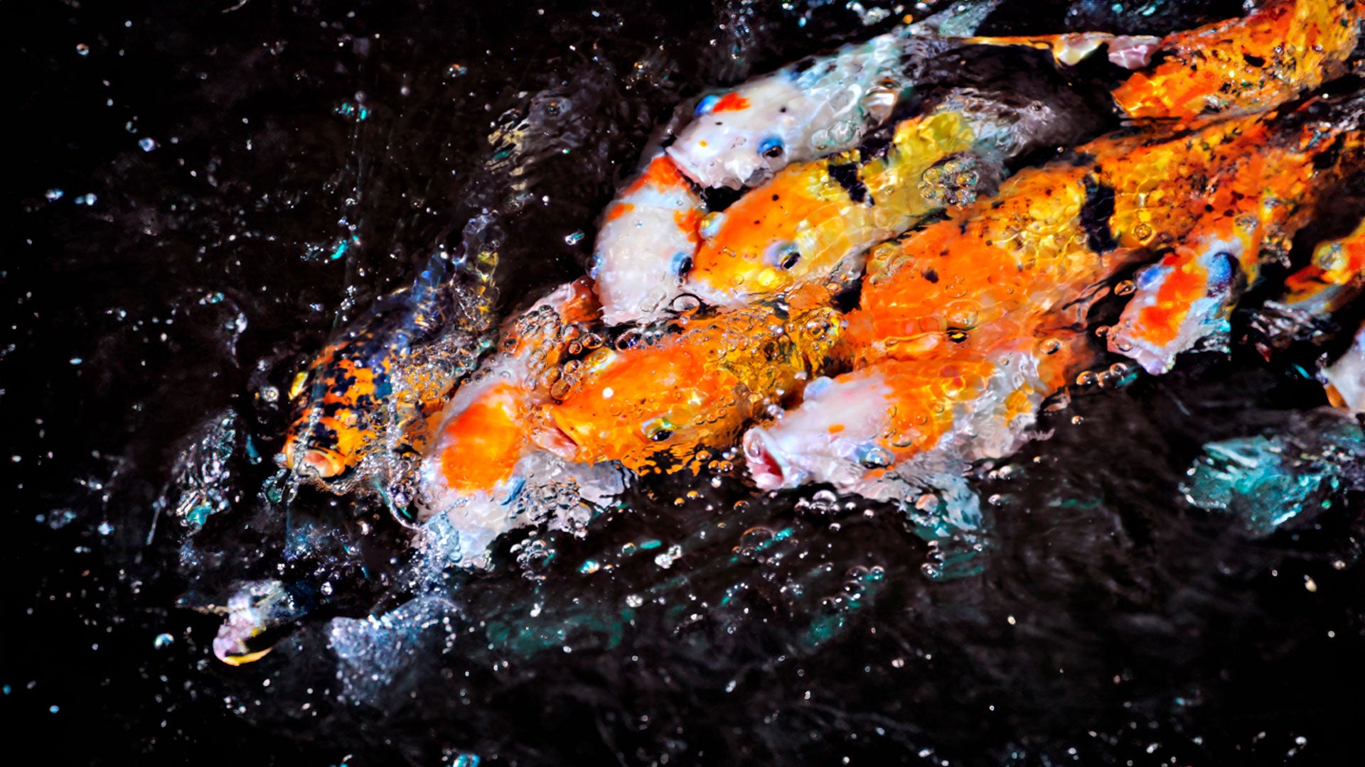 Fish feeding in pond