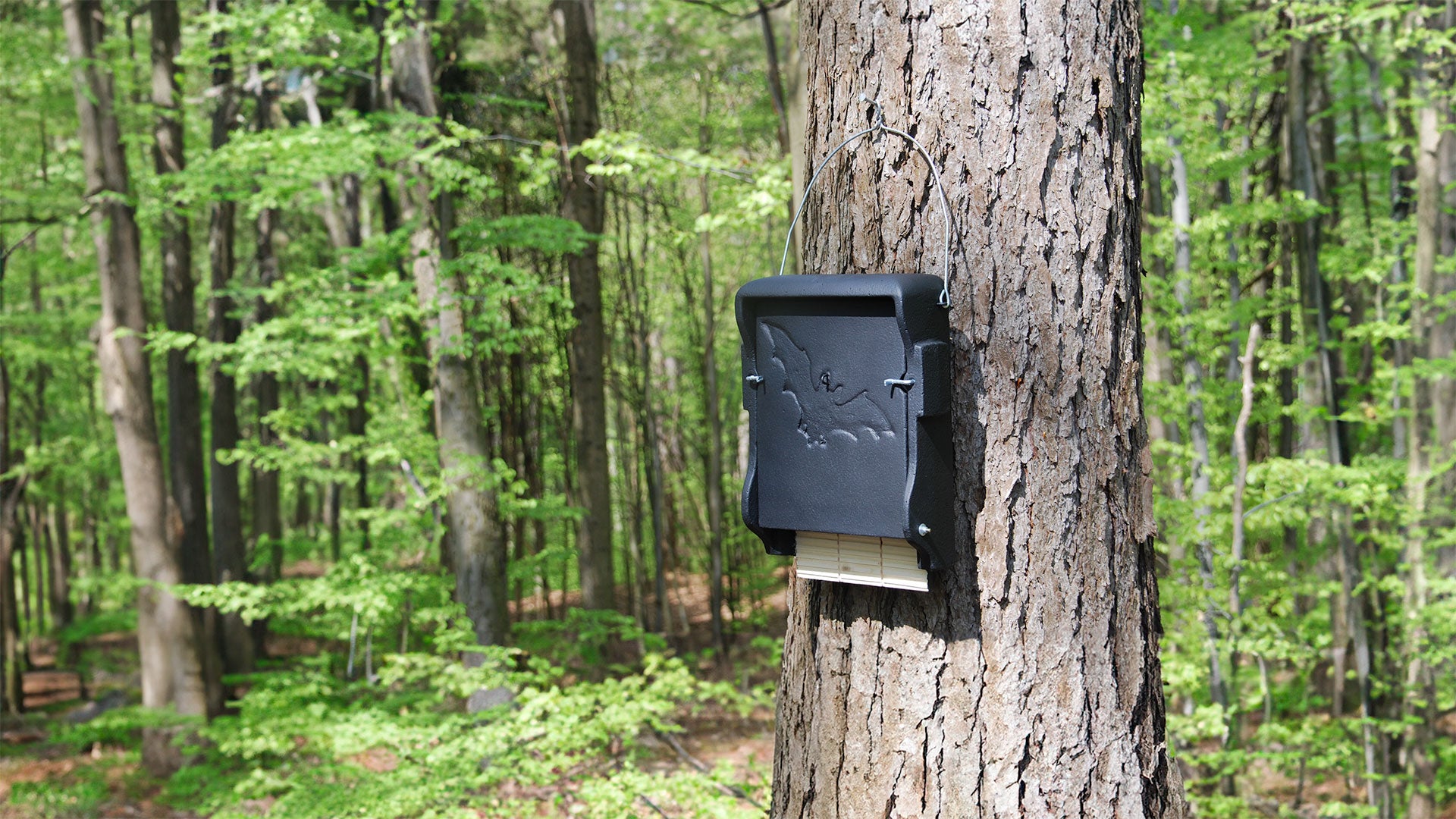 Bat box on a tree trunk 