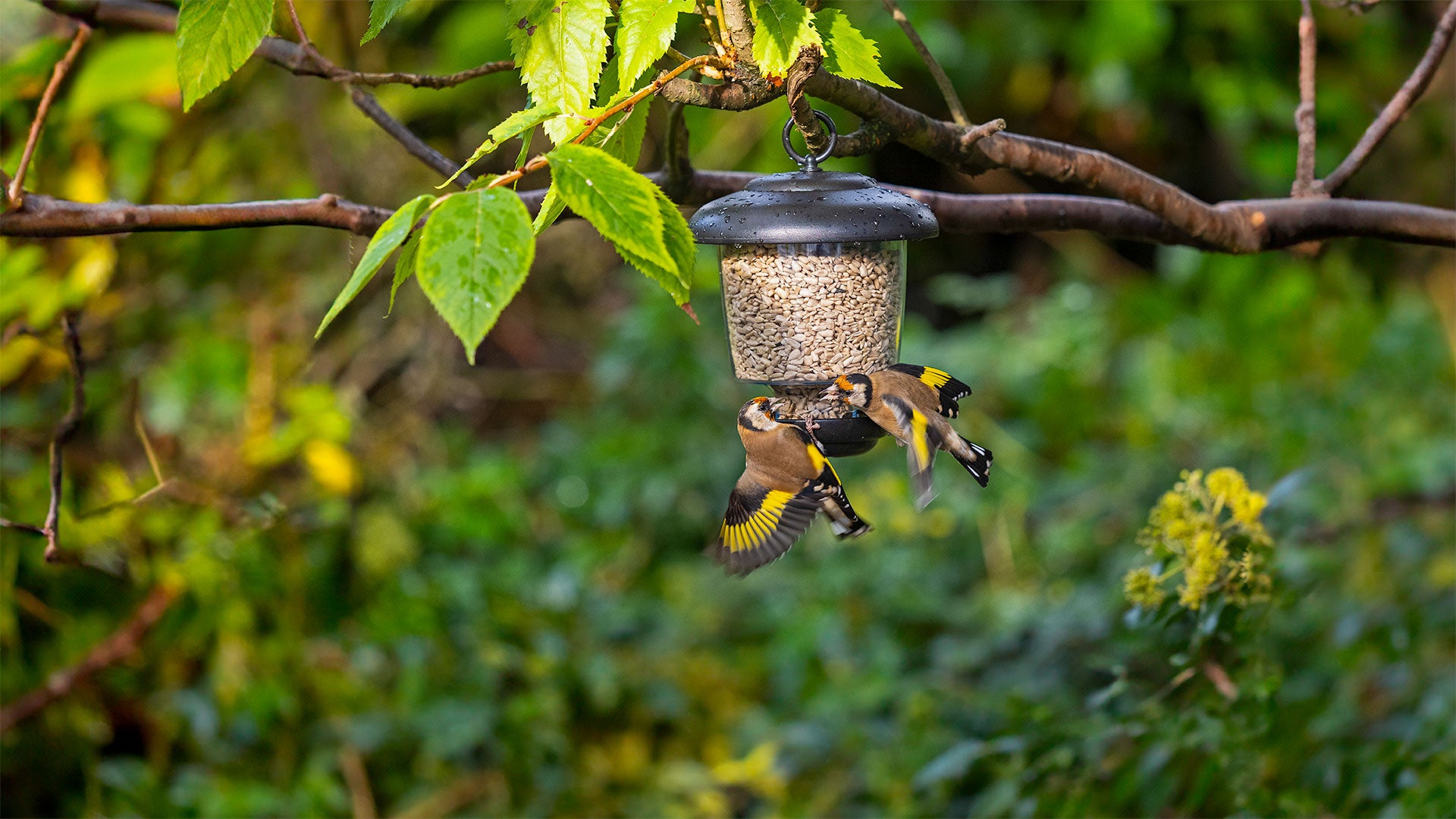 Gold finches on a small hanging feeder
