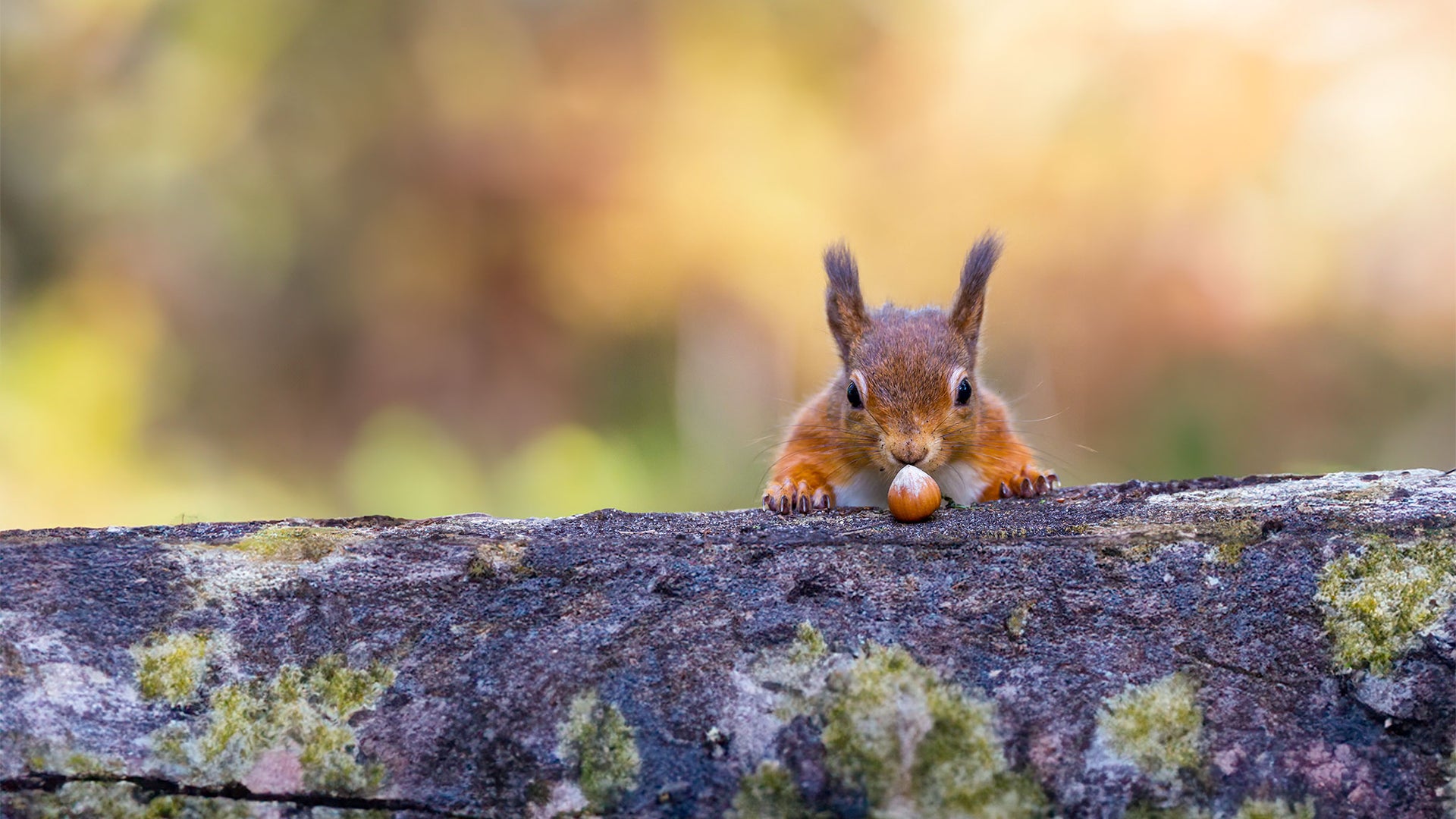 Squirrel Food