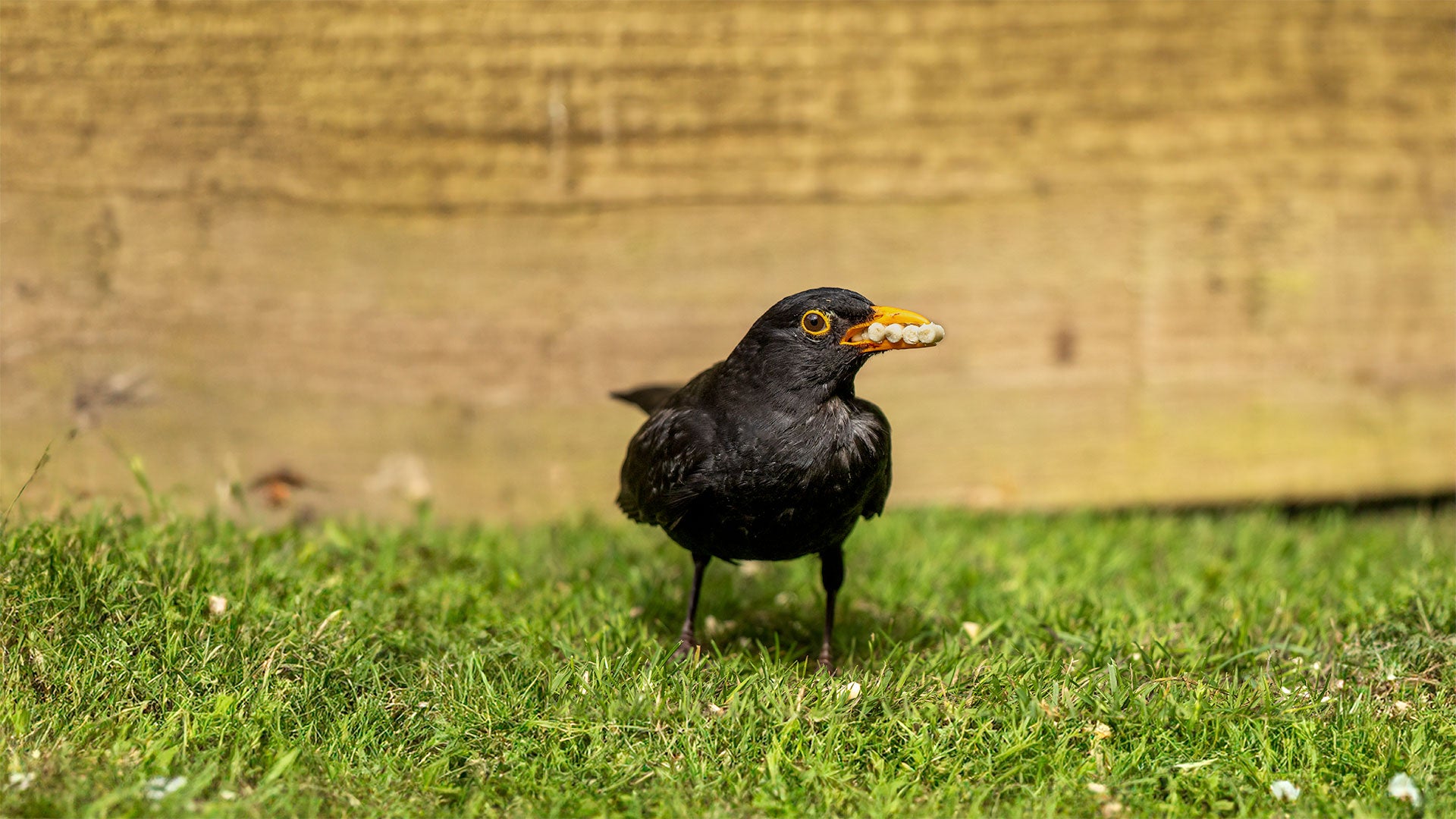 Blackbird with beak full of suet pellets