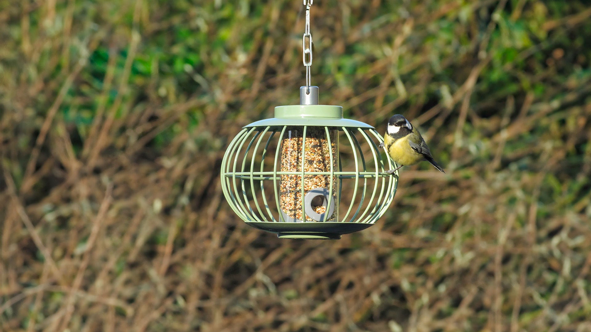 Blue tit on a green Nuttery caged feeder