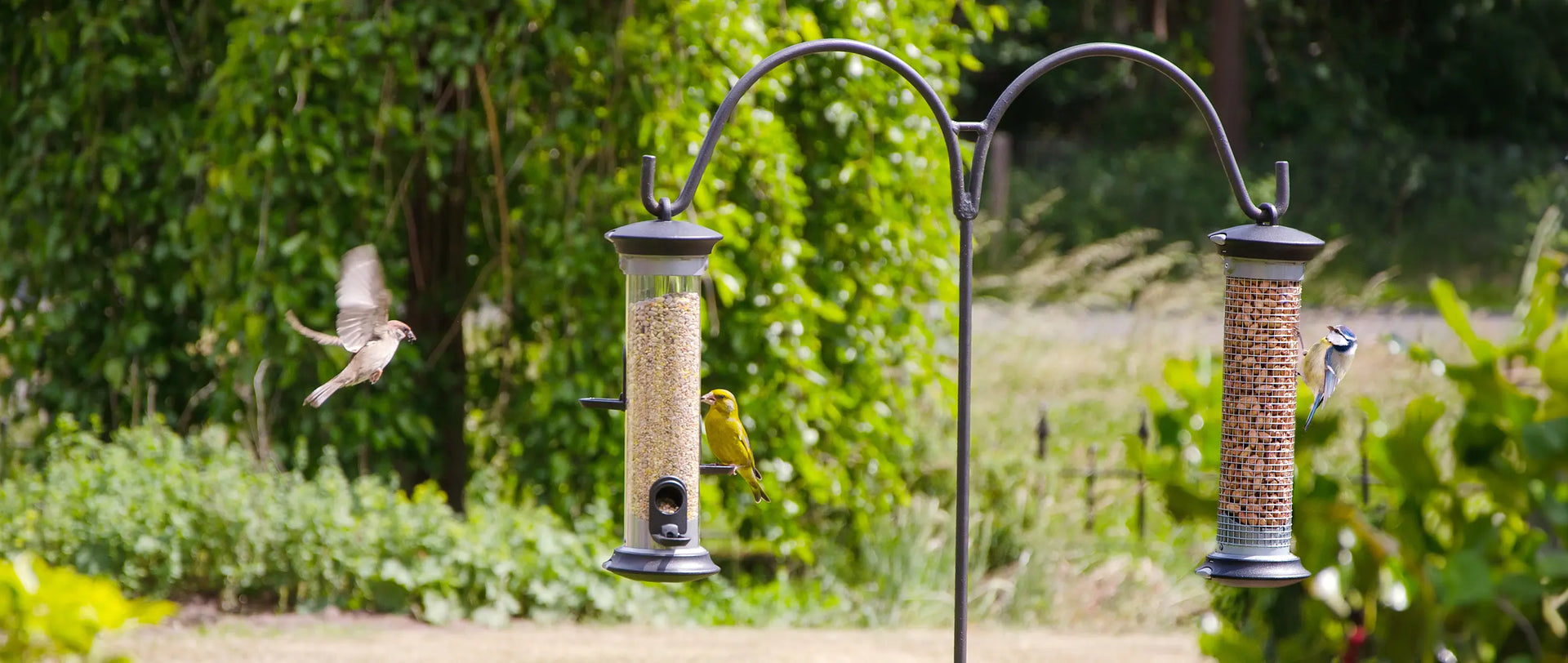 Feed Birds Safely: Hygiene Tips for Garden Wildlife