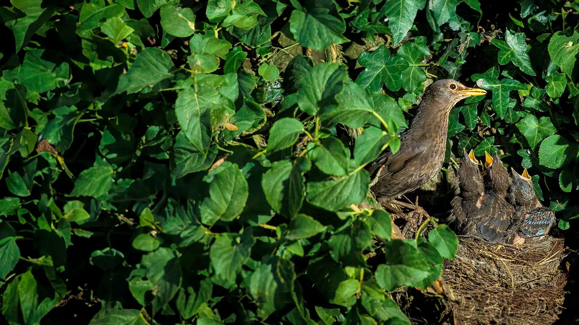 Blackbird Nest Boxes