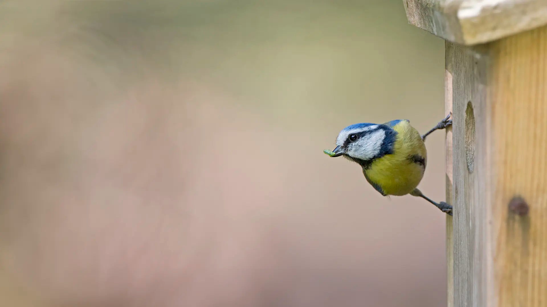 blue tit with green bug in beak at the entrance of a wooden nest box