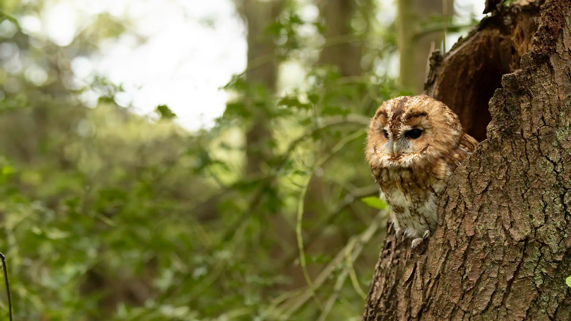 Owl Nest Boxes