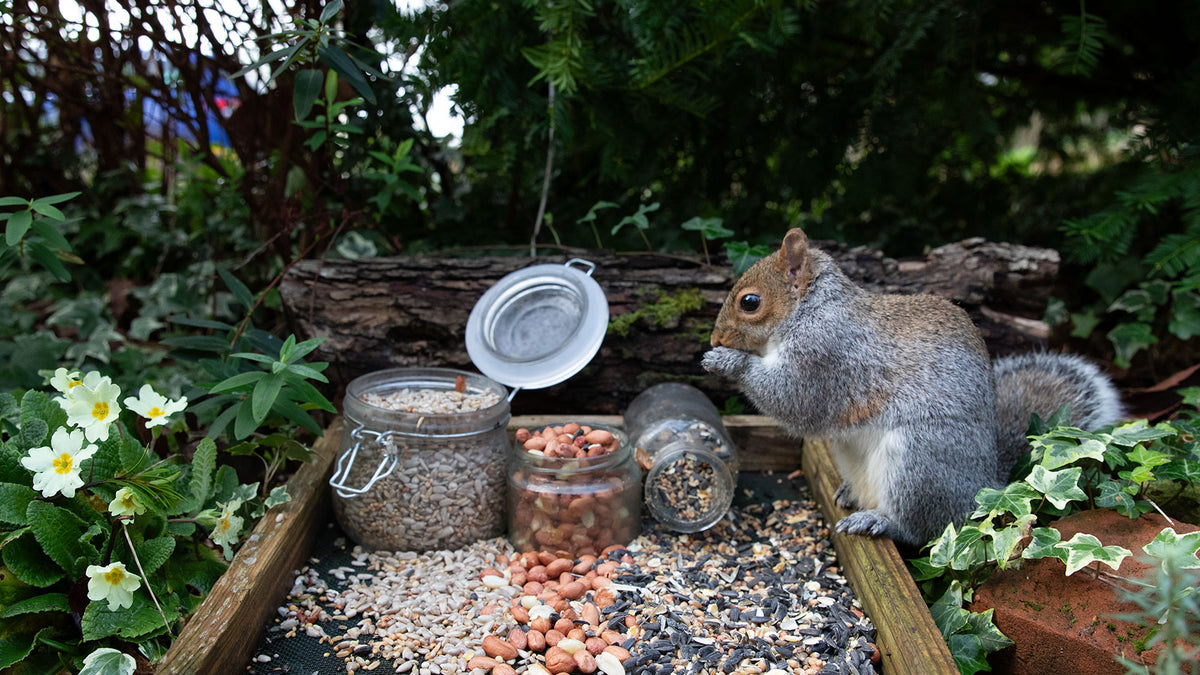 What NOT to Feed Wild Birds | Ark Wildlife Expert Guide