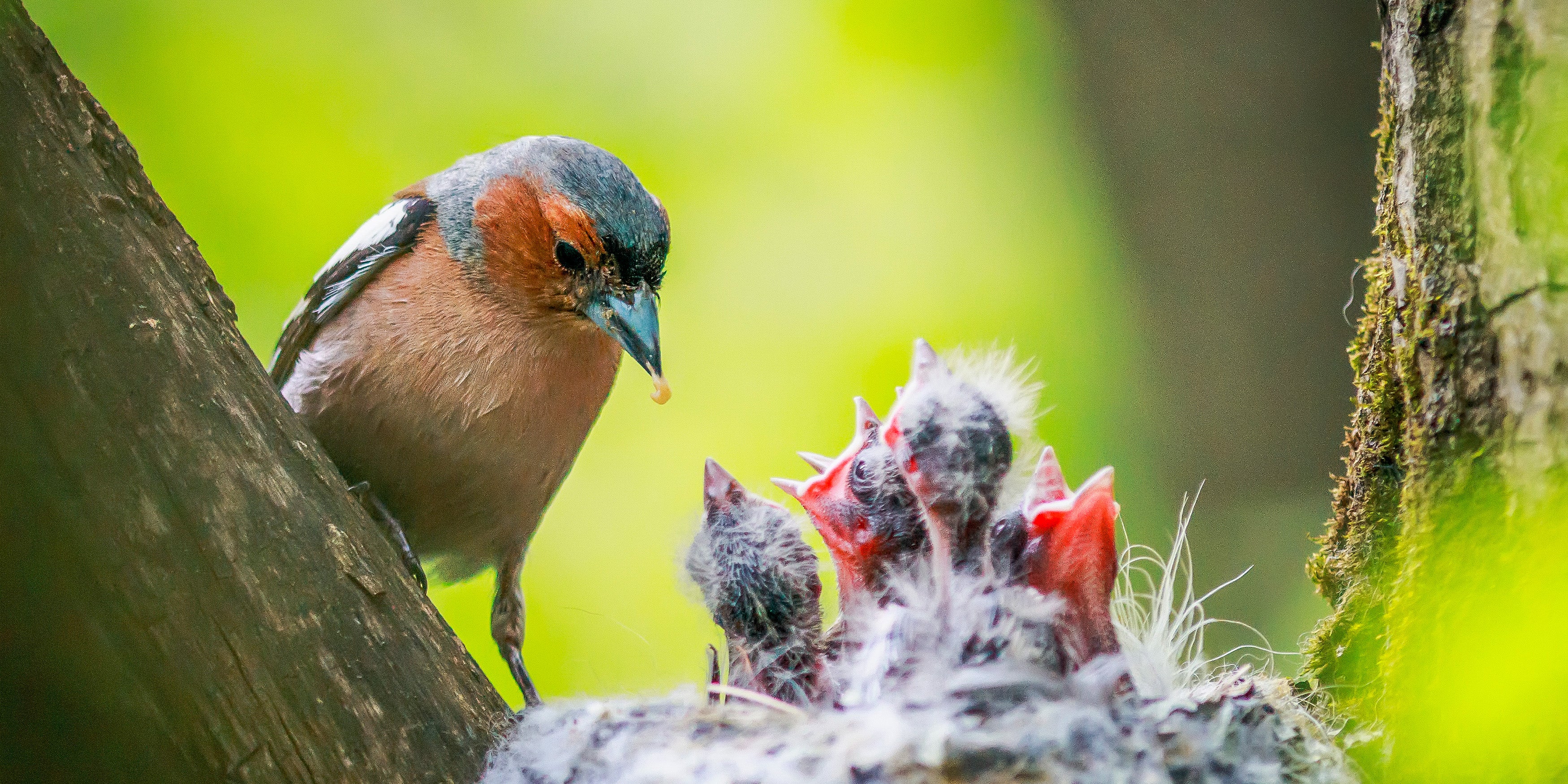 Ark Spring Day Bird Spring Bird Feeding | Best Spring Bird Food | Ark Wildlife UK
