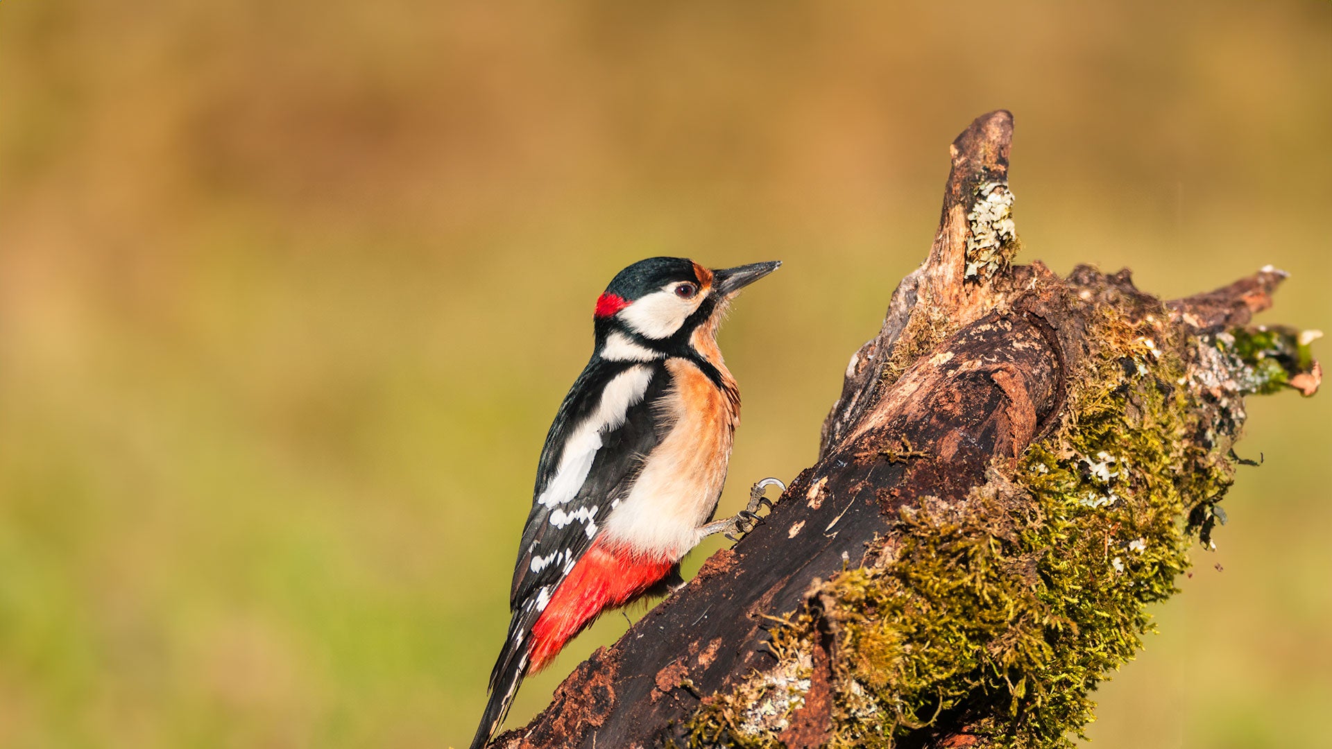 Woodpecker sat on a broken tree 