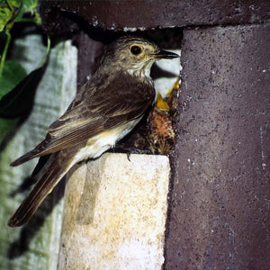 Schwegler 2H Open Nest Box;Schwegler 2H Open Nest Box;Schwegler 2H Nest Box<br>In use with Spotted Flycatcher feeding it`s young.