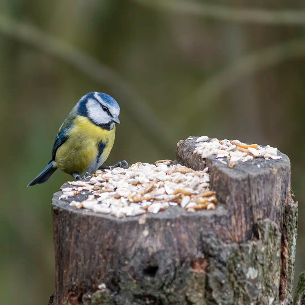 Blue tit bird  perched on a wooden post with ark wildlife hearty mealworm mix bird food