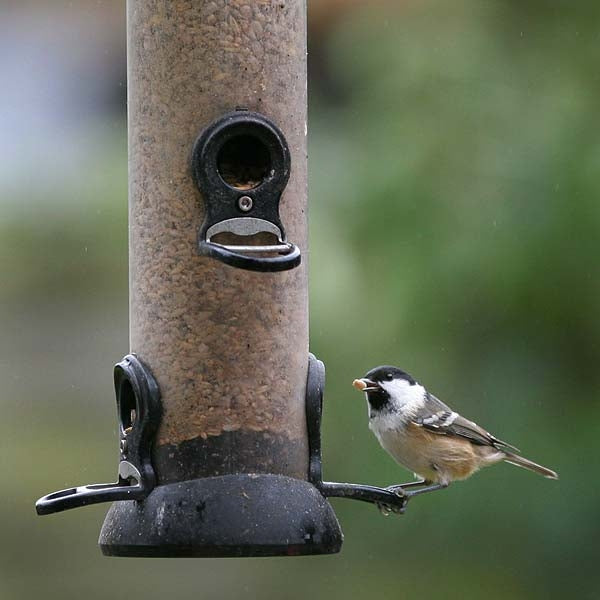 Ark Hearty Mealworm Mix; A chaffinch enjoying Ark Hearty Mealworm Mix from an Onxy Seed Feeder; Ark Hearty Mealworm Mix being enjoyed by a Coal Tit, from an Onxy Seed Feeder