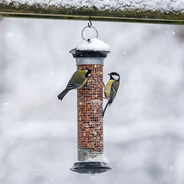 great tits on peanut feeder in snow