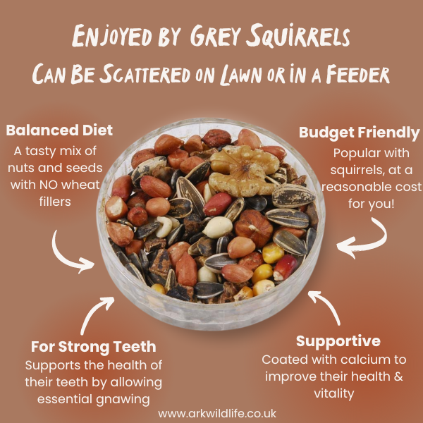 why buy grey squirrel food