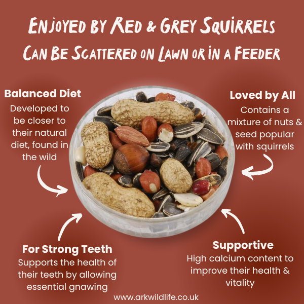 why buy squirrel food 