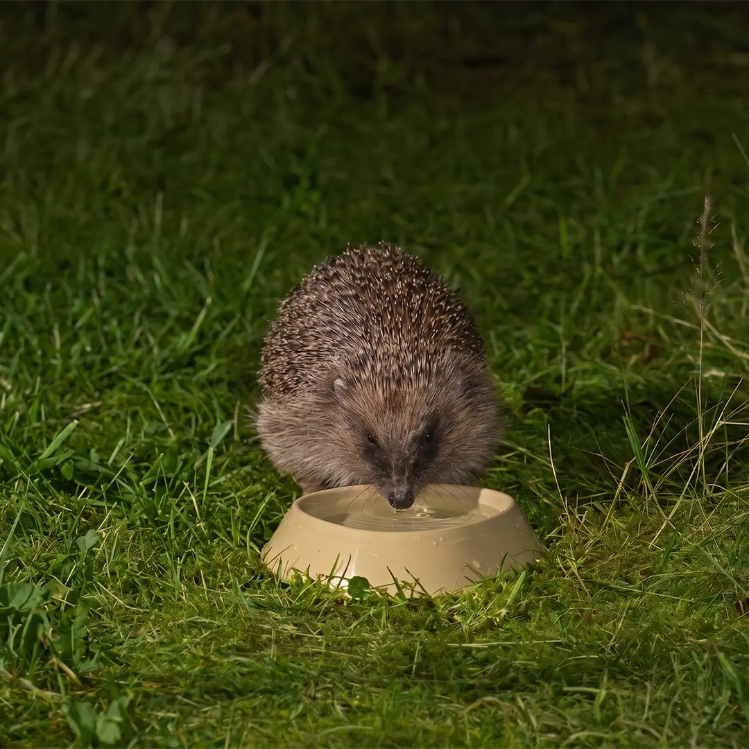 A hedgehog standing on green grass at night, drinking water from a small beige bowl.