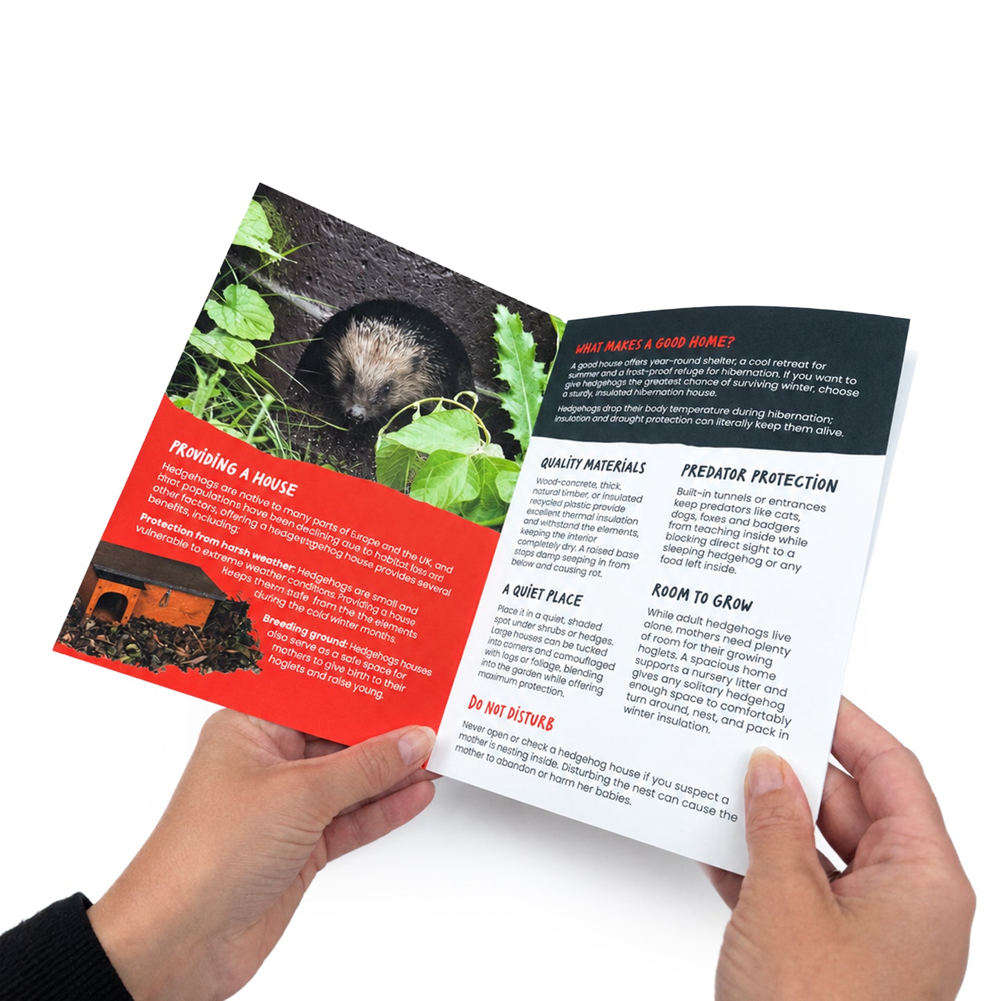 Ark Wildlife Guide to Hedgehogs