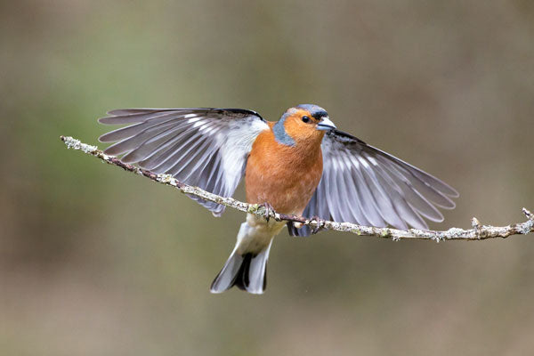 Flying chaffinch coming in to land