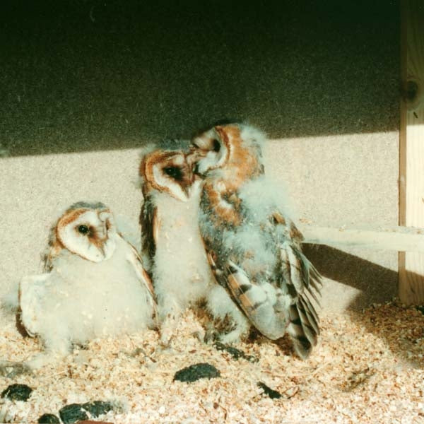 Barn Owl Nest Box No.23<br>Shown ready with fixings to mount inside a barn or outbuilding;Schwegler Barn owl nest box;Barn owl nest box