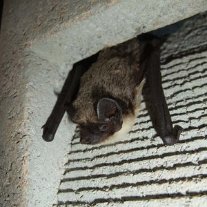 Schwegler 1FR Bat Tube;Schwegler 1FR Bat Tube;Siting of a Schwegler 1FR Bat Tube;Bat in a Schwegler 1FR Bat Tube