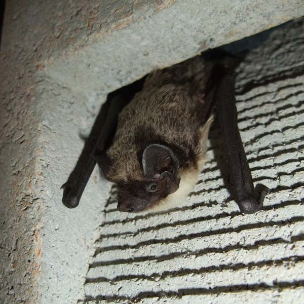 Schwegler 1FR Bat Tube;Schwegler 1FR Bat Tube;Siting of a Schwegler 1FR Bat Tube;Bat in a Schwegler 1FR Bat Tube