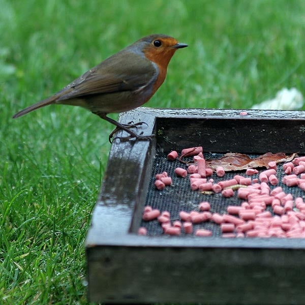Ark Berry Suet Pellets; Ark Berry Suet Pellets Dunnock eating pellets mixed with Ark No Mess Feeder Mix; Ark Berry Suet Pellets Robin eating Berry Pellets from a compact feeding tray; Ark Berry Suet Pellets Robin enjoying berry pellets from a ground feeding tray