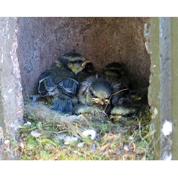 Schwegler 1B Hole Nest Box; Schwegler 1B Hole Nest Box; Baby Blue Tits nesting in a Schwegler 1B Hole Nest Box; Baby tit nesting in a Schwegler 1B Hole Nest Box