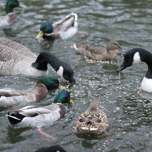 Duck Food Duck Pot™;Duck Food Duck Pot™;Duck Food Duck Pot™;Duck Food Duck Pot™