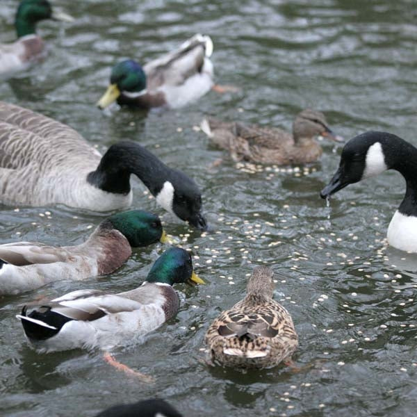 Duck Food Duck Pot™;Duck Food Duck Pot™;Duck Food Duck Pot™;Duck Food Duck Pot™
