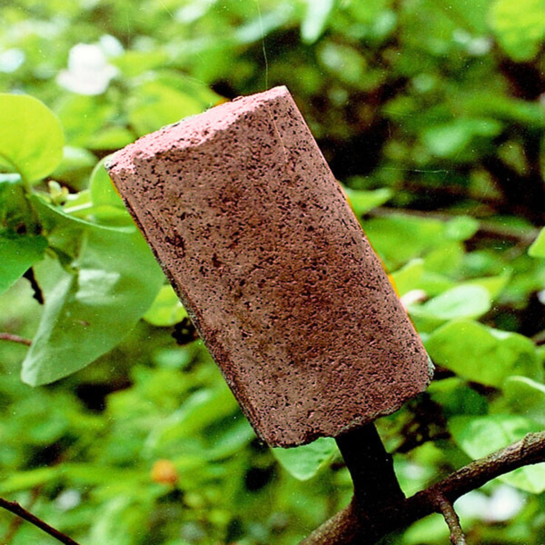 Schwegler Earwig Tubes (Pack Of 3 Tubes)