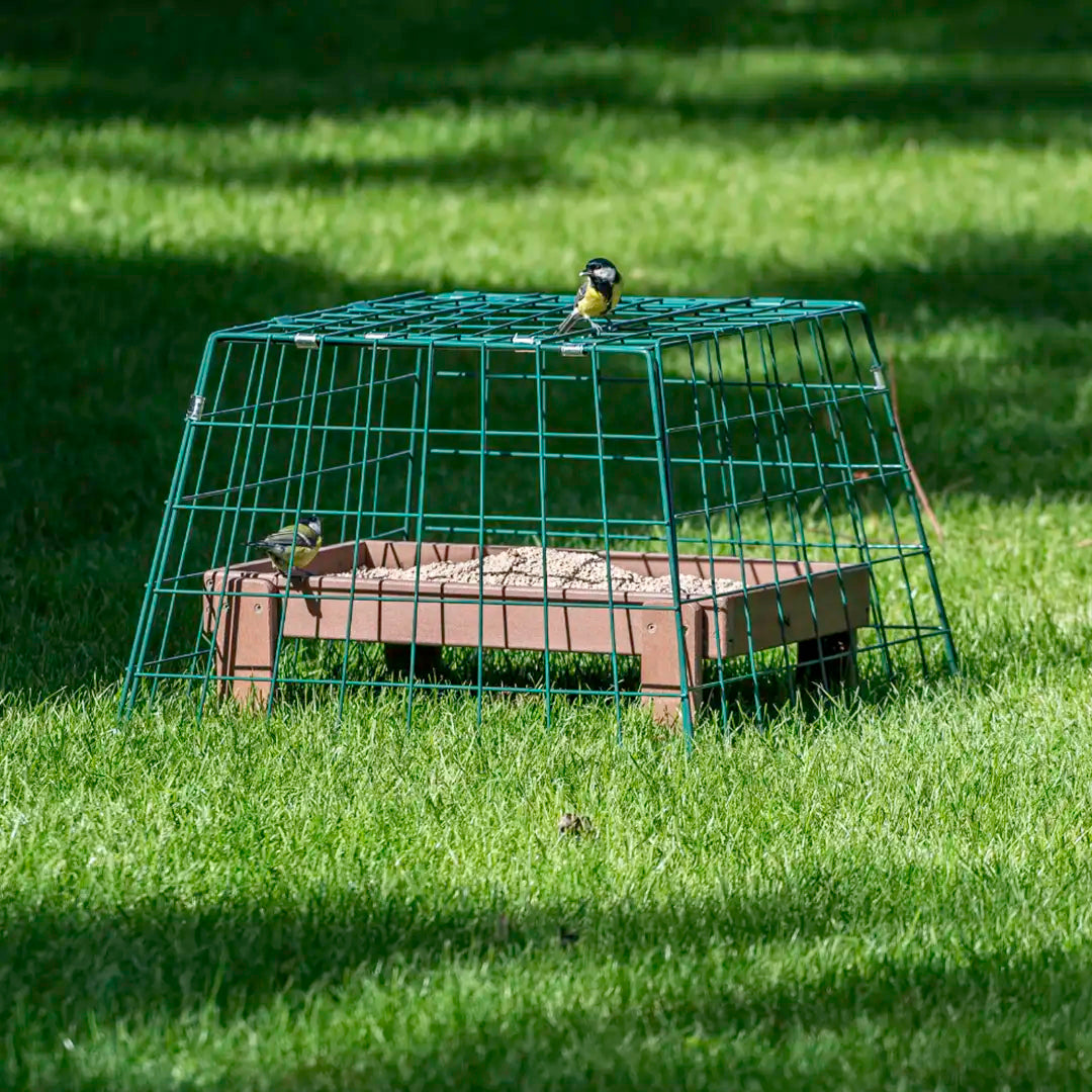 cage for feeding bird on the grass