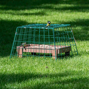 cage for feeding bird on the grass