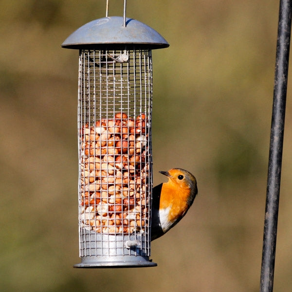 Garden Bird Nut Feeders;Garden Bird Peanut Feeder;Garden Bird Peanut Feeders. Woodpecker feeding.
