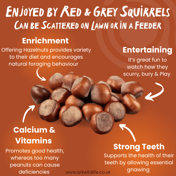why buy hazelnuts in shell