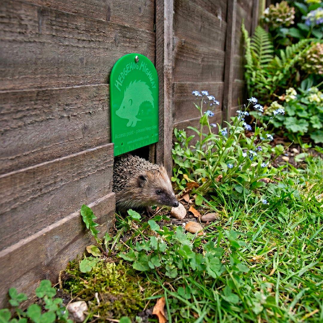 Hedgehog peeking out from behind a wooden fence with a green hedgehog highway sign in a garden setting.