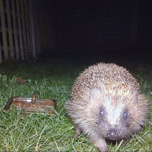 Schwegler Hedgehog Dome;Schwegler Hedgehog Dome with Young;Schwegler Hedgehog Dome Open;Schwegler Hedgehog Dome