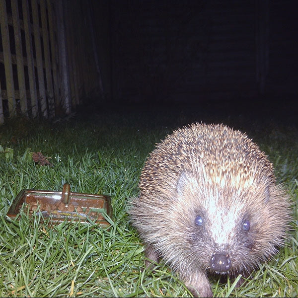 Schwegler Hedgehog Dome;Schwegler Hedgehog Dome with Young;Schwegler Hedgehog Dome Open;Schwegler Hedgehog Dome